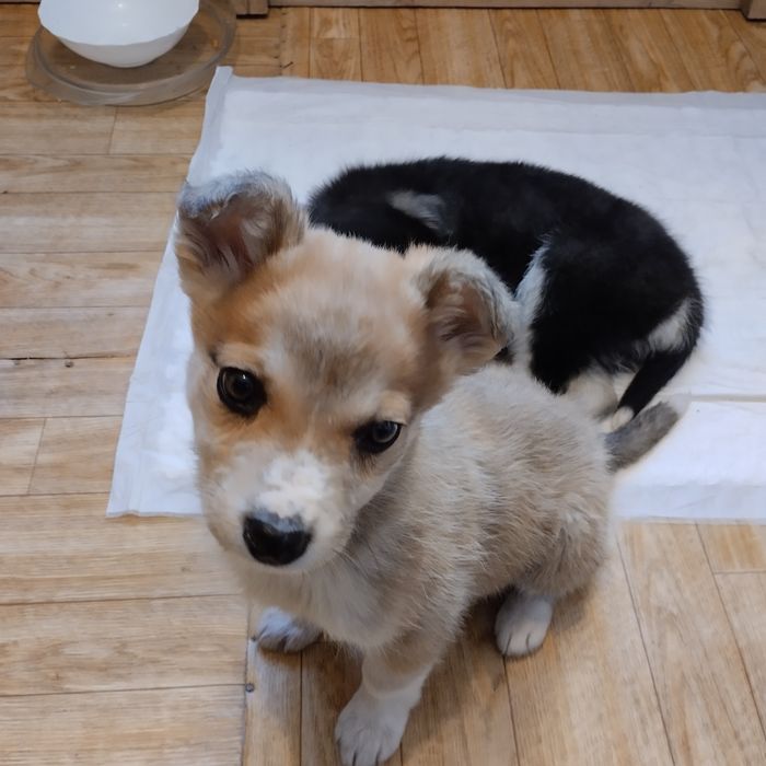 Отдам в добрые руки