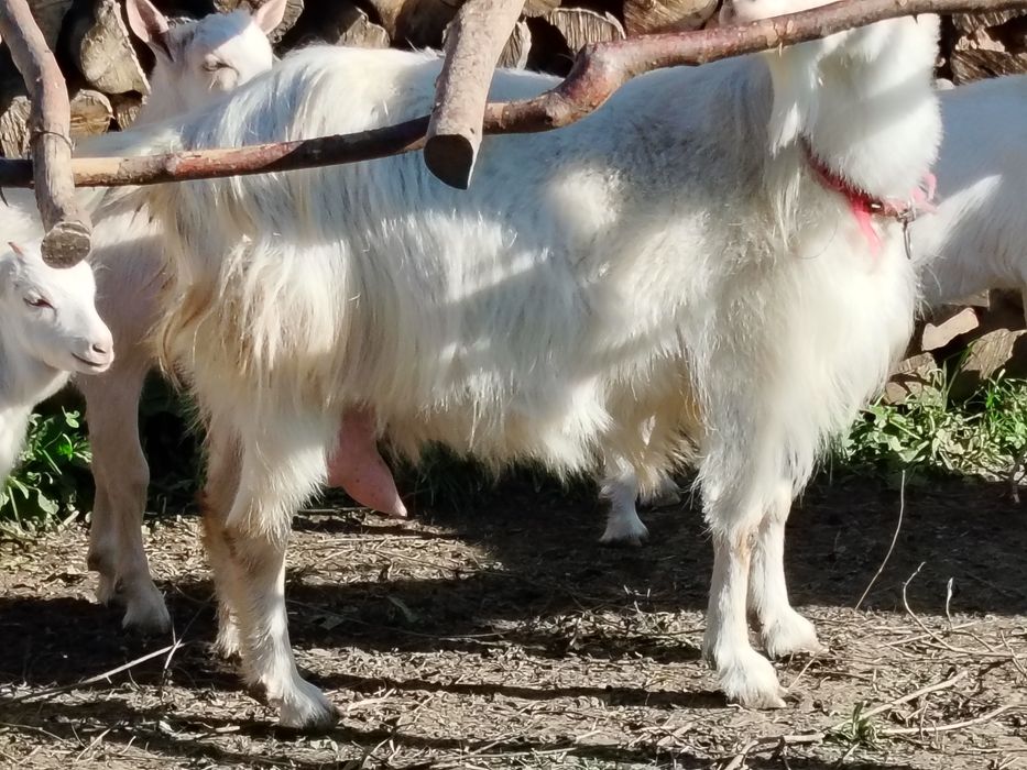 Capră sannen de vânzare
