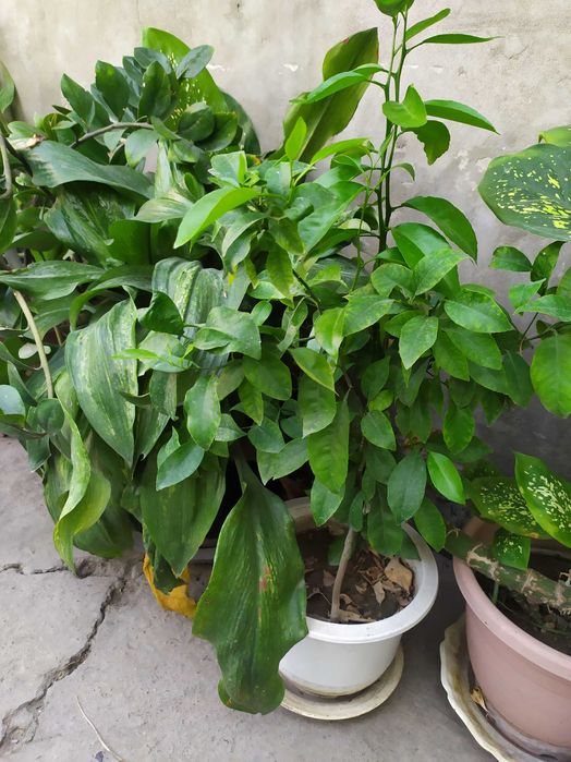 Комнатные растения