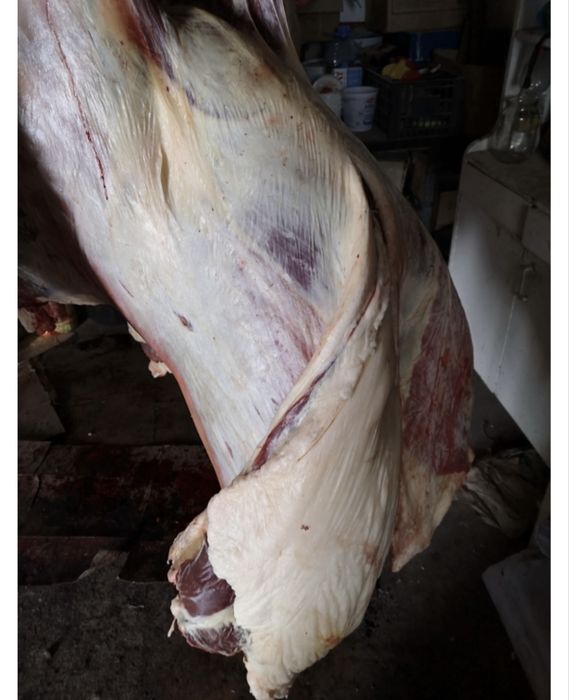 айгыр казаки жабы