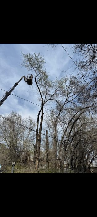 Спил деревьев любой сложности