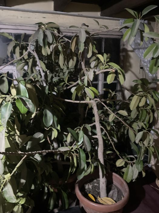 Gul bor narxini kelishamiz