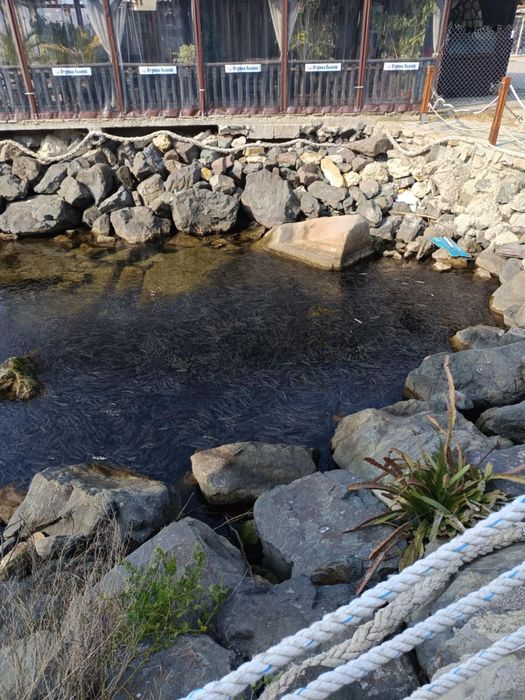 Детски кукерски колани