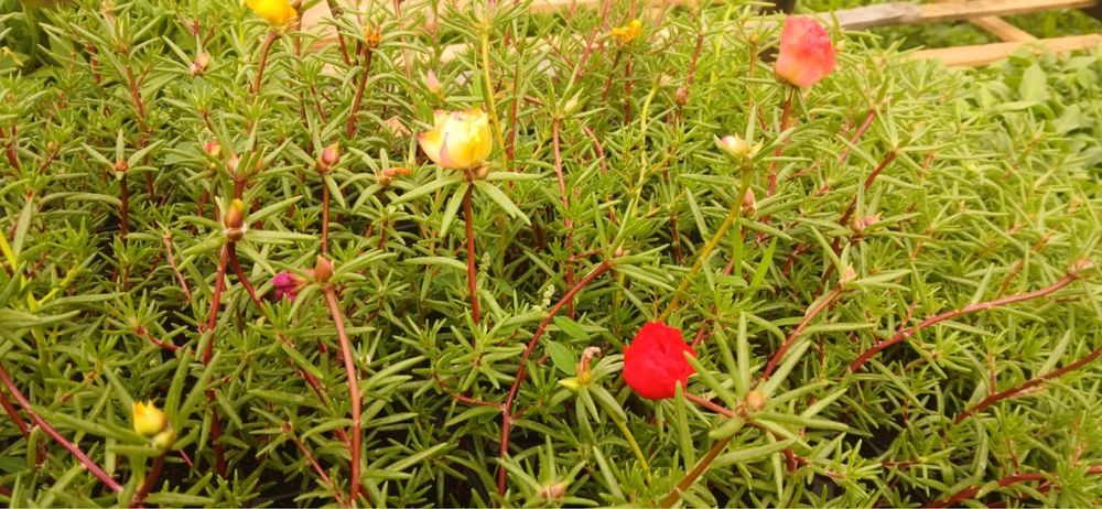 Цветы петунья и ТД.