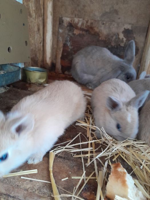 Кролики  крольчата