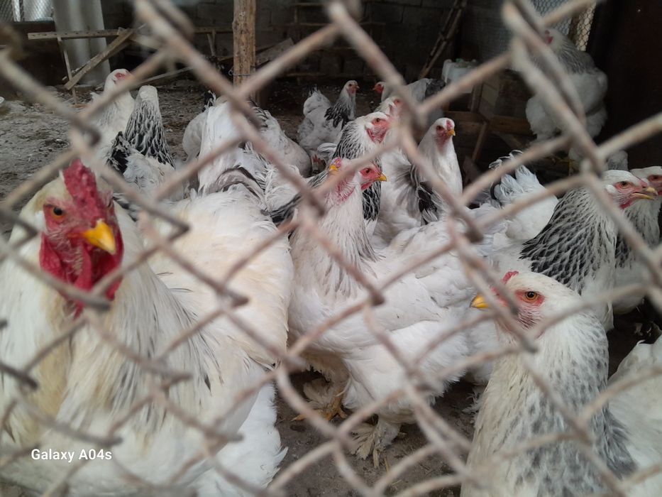 Инкубация учун Светлая брама тухум сотилади .