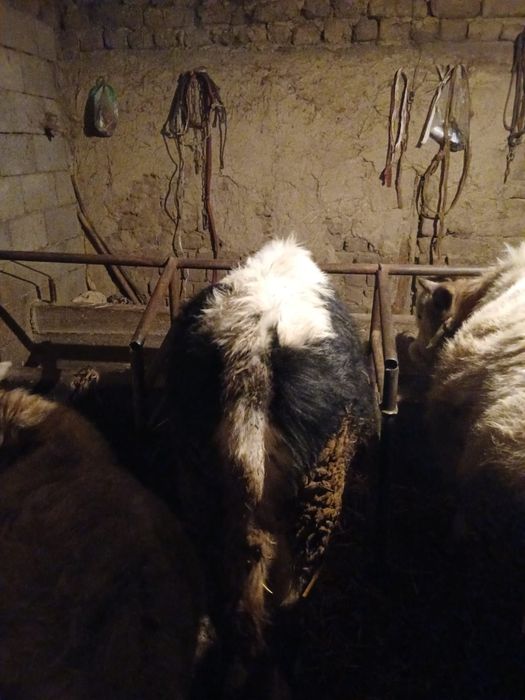 Продам бычков ...