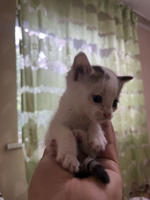 Котенок маленький смешной и добрый
