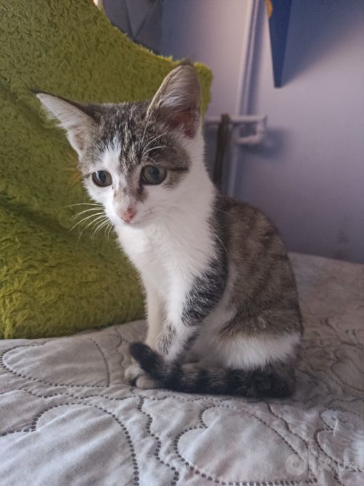 Котенок ищет добрых и любящих хозяев