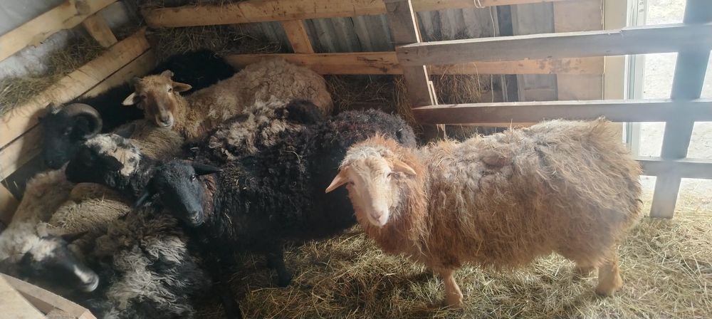 Продам баранов жирные