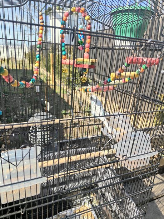 Vand colivie pentru papagali cu papagal inclus