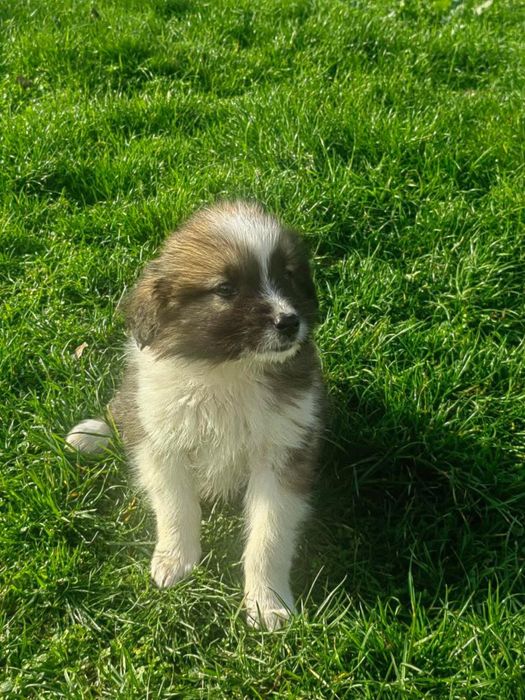 Продавам каракачанска овчарка