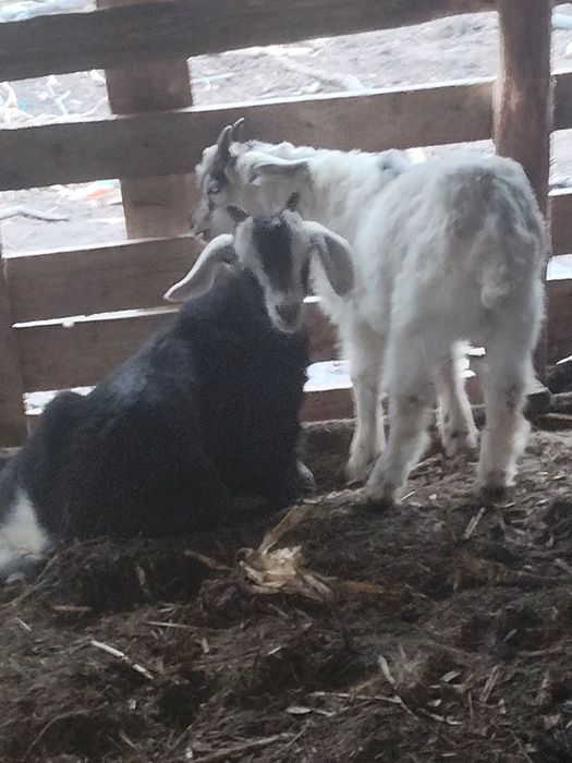 Miei și iezii de vânzare