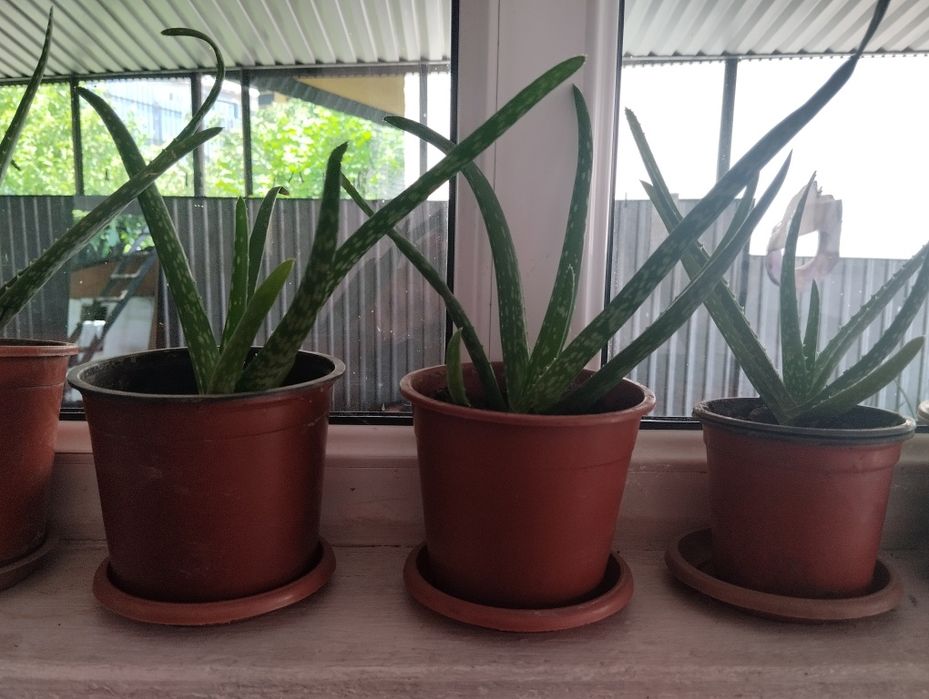 Продам алое - вера