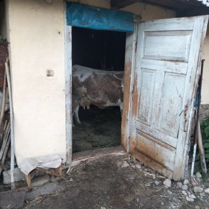 Vând vaca gestanta in 2 luni