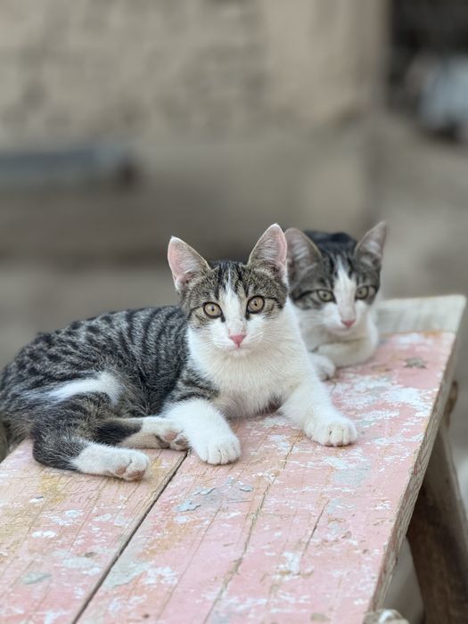 Кошка,котёнок,марғау