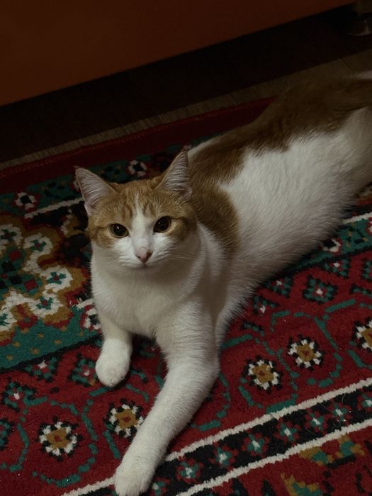 Отдам кошку в хорошие руки.