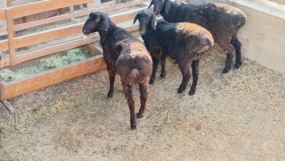 Кой токты сатылады