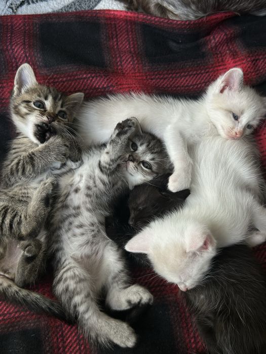 Котята в добрые руки!