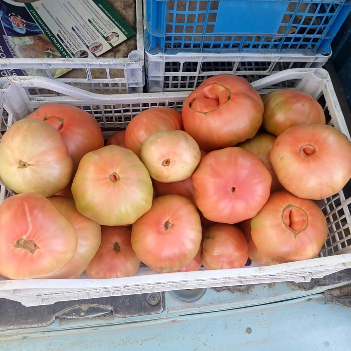 Продавам розов домат