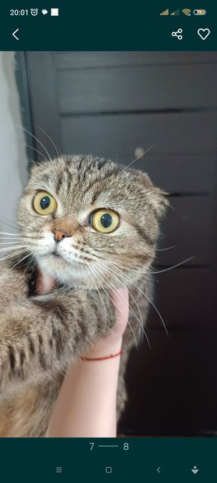 Продам котенка девочку