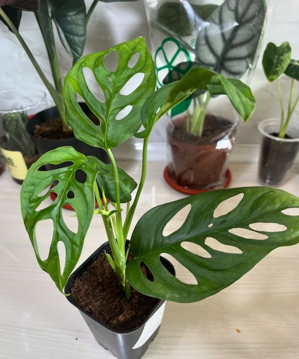 Комнатные растения