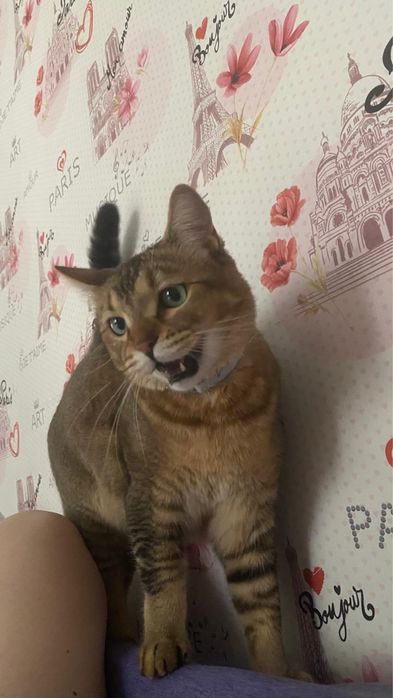 Абиссинский котик в добрые руки