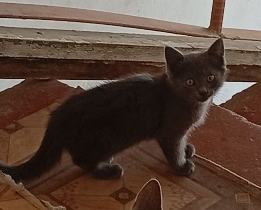 Котята,разные,2мес.мальчики и девочки