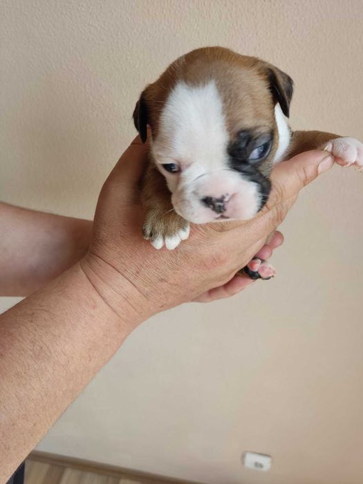 Френски   булдог