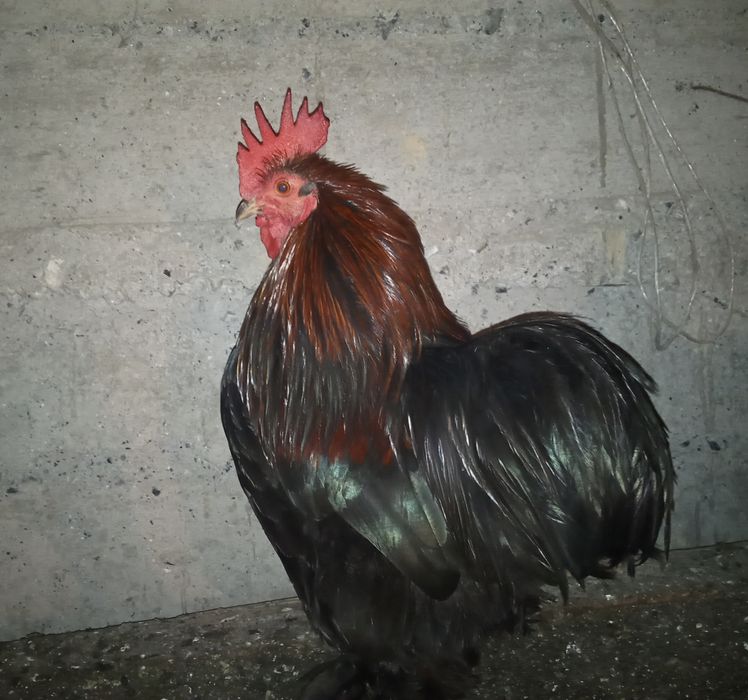 Карликовый петушёк кохинкин