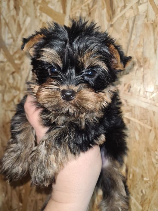 Супер  подарок, щенки йорка