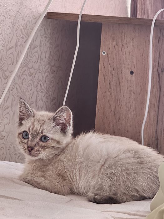 Котенок ( девочка, видимо породистая)