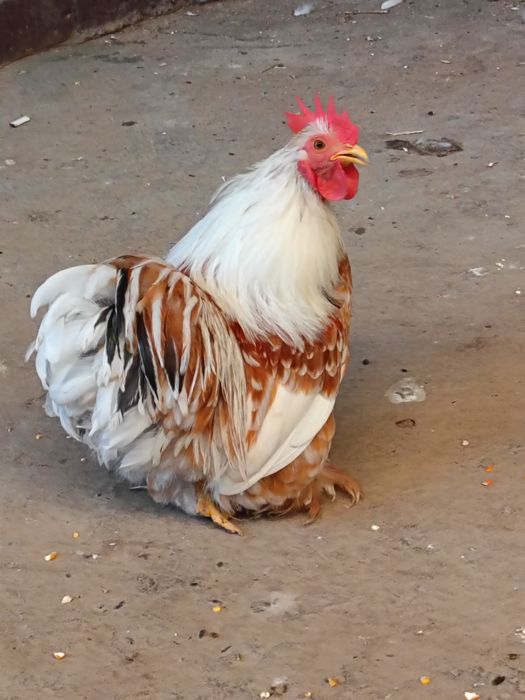 Choyne xoroz sotladi