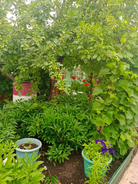 Продам ухоженную дачу, с\о "Романтик"