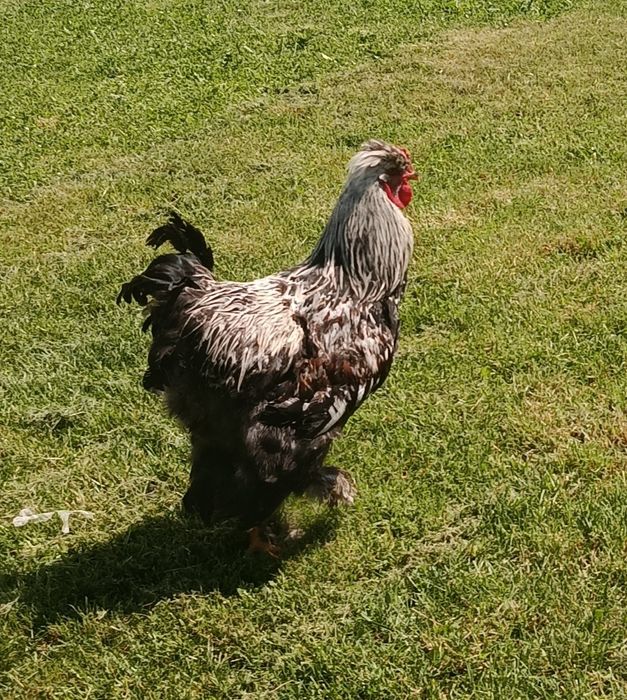 Cocoș tânăr !!!!