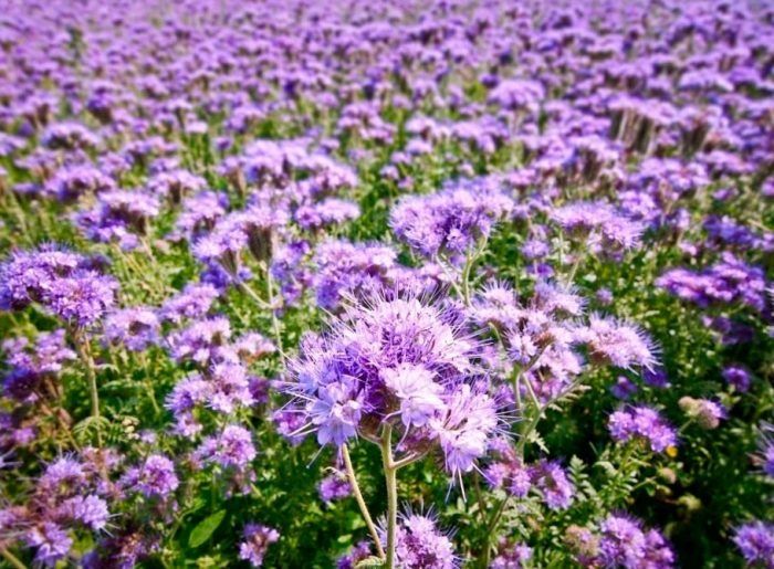 Фацелия семена. Сидерат. 250 грамм.