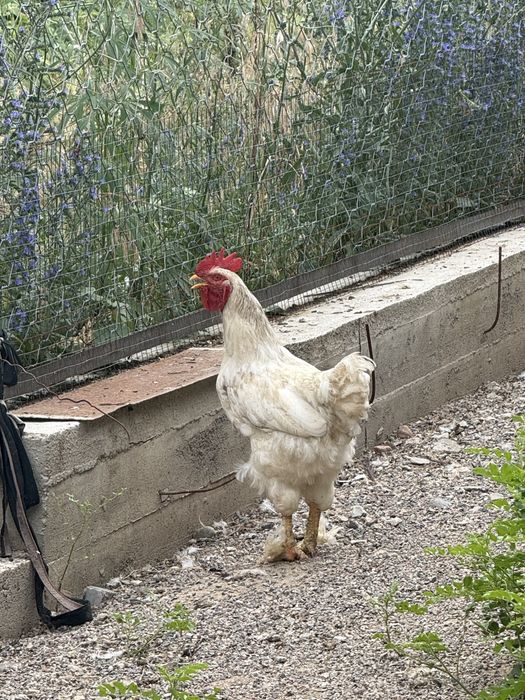 Продам молодые петухи