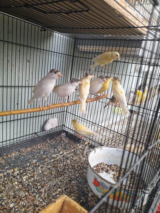 Канарейкалар сотилади.