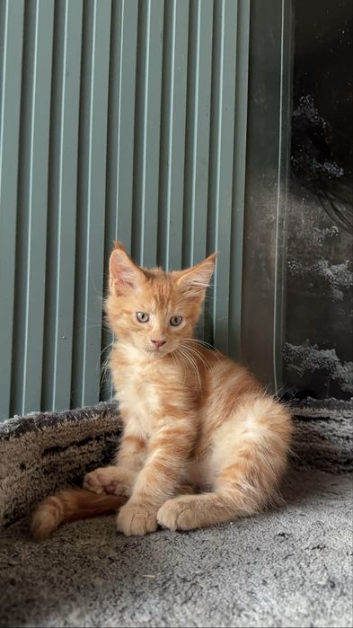 Котята Maine Coon от титулованных родителей. Цена от 650 до 1200 $