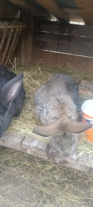 Vând iepuri Ug de 3 luni jumate