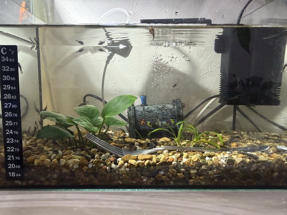 Анциструс мальки