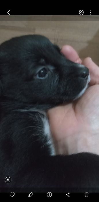 Подарю красивых щенков.