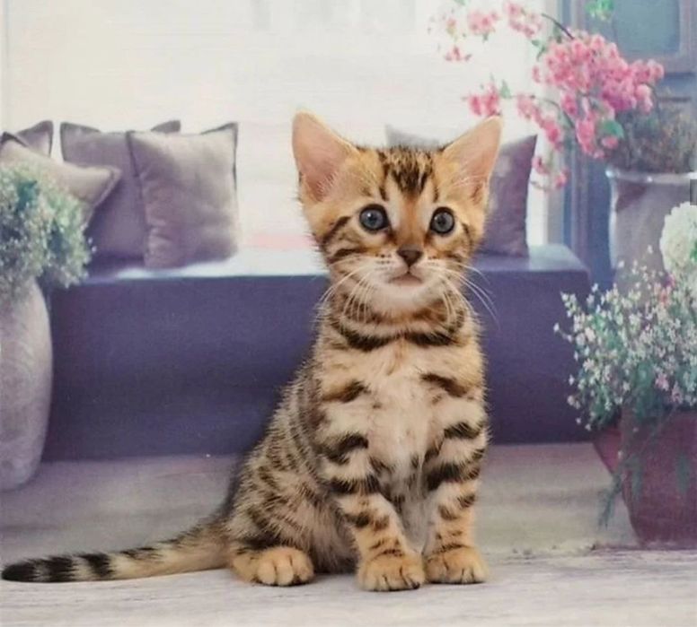 Продается красивая девочка