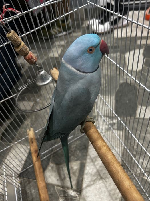 Papagal micul Alexandru