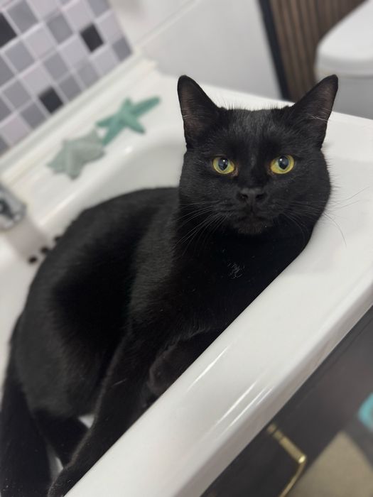 Отдам кота в добрые руки
