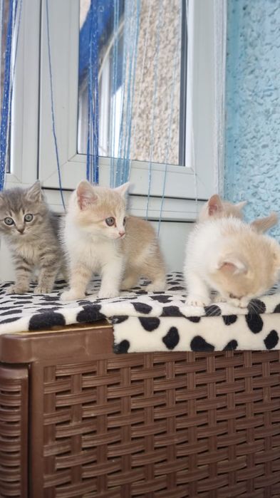 Отдам котят бесплатно