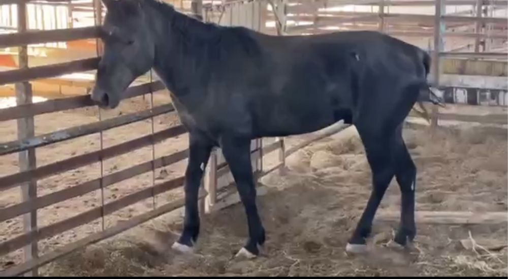 (От - Сотилади.)