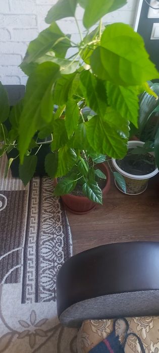 китайская роза за 10000т