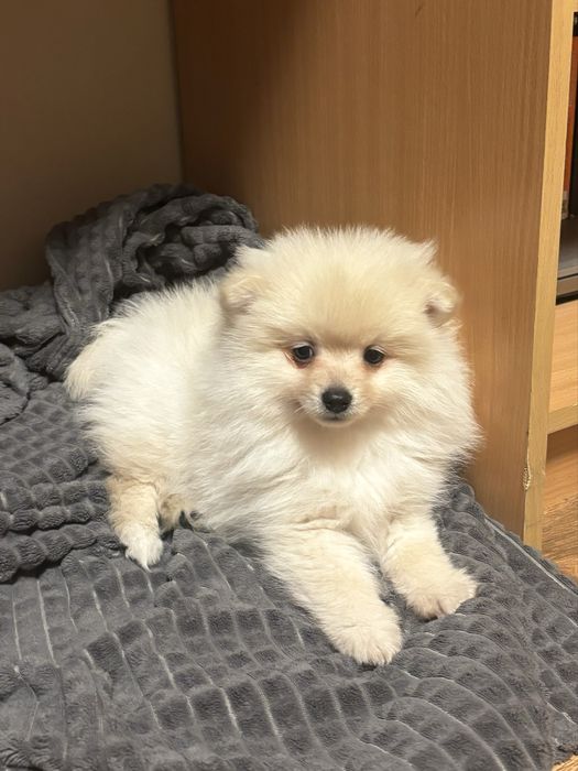 Померан на 2 месеца с първа ваксина момченце