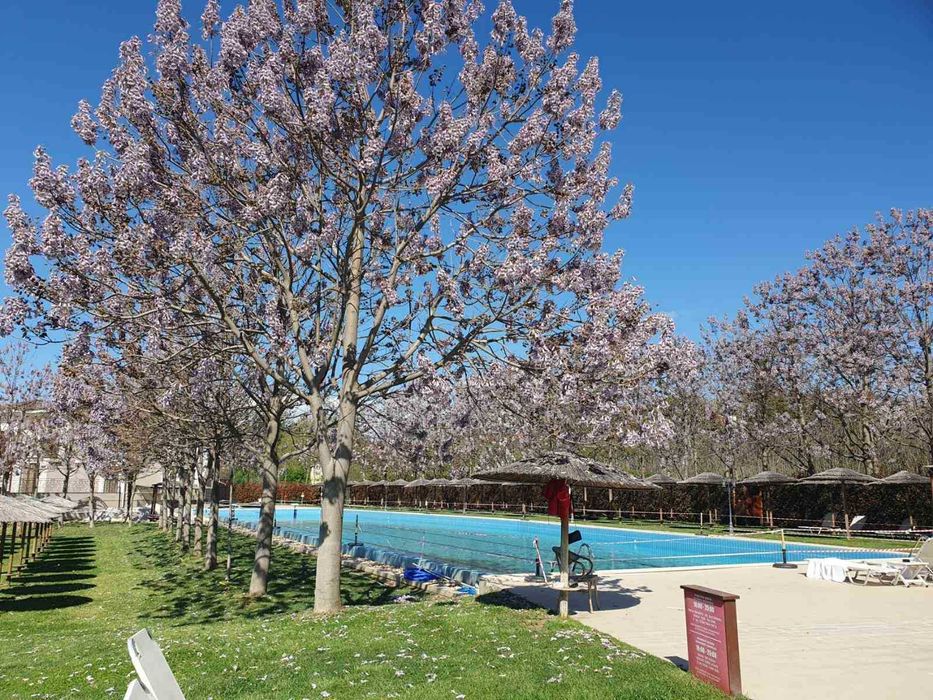 Посадъчен материал от Пауловния